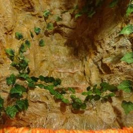 MahaRana Indian Ayurvedic Restaurant Budapest - Belső