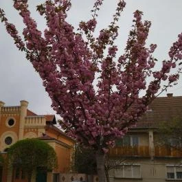 Makói ortodox zsinagóga, Makó - Egyéb