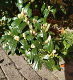 Makói ortodox zsinagóga