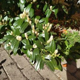 Makói ortodox zsinagóga, Makó - Egyéb