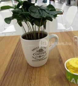 Mamo Gelato - Etele Plaza