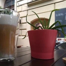 Mandragóra Kávéház Budapest - Étel/ital