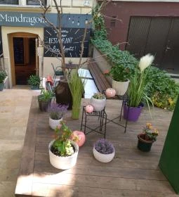 Mandragóra Kávéház