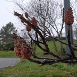  Mansfeld Péter park Budapest - Egyéb