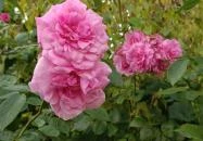 Margit-romok Veszprém