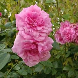 Margit-romok Veszprém - Egyéb