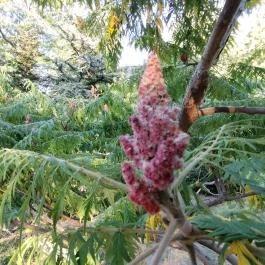 Margitszigeti Japánkert Budapest - Egyéb