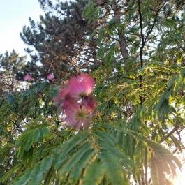 Margitszigeti Japánkert Budapest - Egyéb