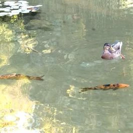 Margitszigeti Japánkert Budapest - Egyéb