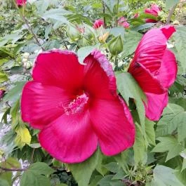 Margitszigeti Japánkert Budapest - Egyéb