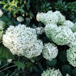 Margitszigeti Japánkert Budapest - Egyéb