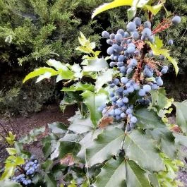 Margitszigeti Japánkert Budapest - Egyéb