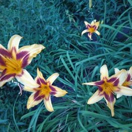 Margitszigeti Japánkert Budapest - Egyéb