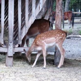 Margitszigeti Vadaspark Budapest - Egyéb