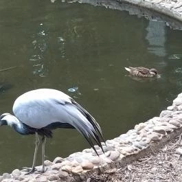 Margitszigeti Vadaspark Budapest - Egyéb