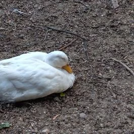 Margitszigeti Vadaspark Budapest - Egyéb