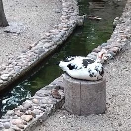 Margitszigeti Vadaspark Budapest - Egyéb