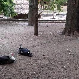 Margitszigeti Vadaspark Budapest - Egyéb