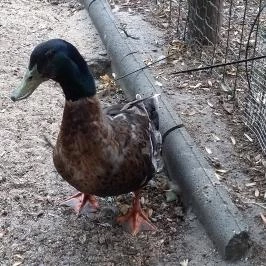 Margitszigeti Vadaspark Budapest - Egyéb