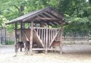 Margitszigeti Vadaspark Budapest