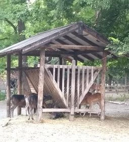 Margitszigeti Vadaspark 