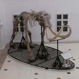 Magyar Természettudományi Múzeum Mátra Múzeuma, Gyöngyös - 