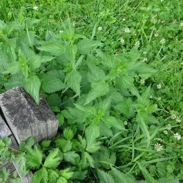 Mecsextrém Park Pécs - Egyéb