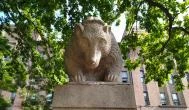 Medve szobor Budapest - Egyéb