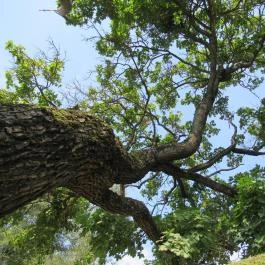 Megyer-hegyi Tengerszem Természetvédelmi Terület Sárospatak - Egyéb