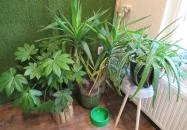 Mela - The Juice Bar Budapest