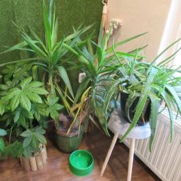 Mela - The Juice Bar, Budapest - Belső