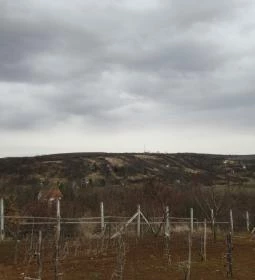 Merlot Látványpince