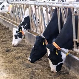 Mezőhegyesi Nemzeti Ménesbirtok Mezőhegyes - Egyéb