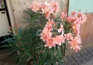 Mikrokosmos Fagyizó Budapest