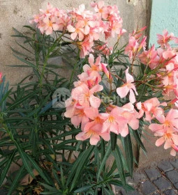 Mikrokosmos Fagyizó