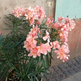 Mikrokosmos Fagyizó Budapest - Egyéb