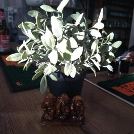 Mirabella Söröző Budapest - Egyéb