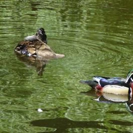 Miskolci Állatkert, Miskolc - 