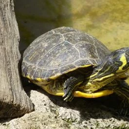 Miskolci Állatkert, Miskolc - 
