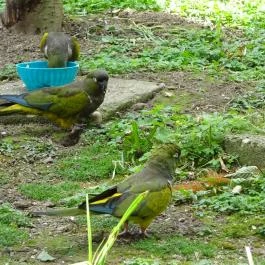 Miskolci Állatkert, Miskolc - 