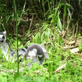 Miskolci Állatkert, Miskolc - 