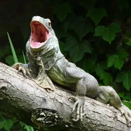 Miskolci Állatkert, Miskolc - 