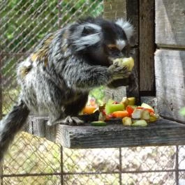 Miskolci Állatkert, Miskolc - 