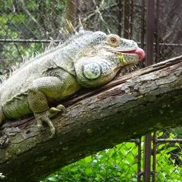 Miskolci Állatkert, Miskolc - 