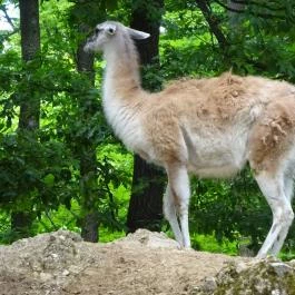 Miskolci Állatkert, Miskolc - 