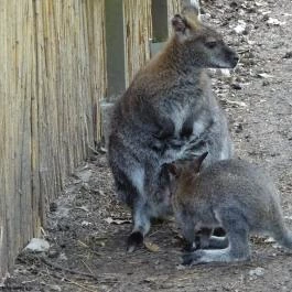 Miskolci Állatkert, Miskolc - 