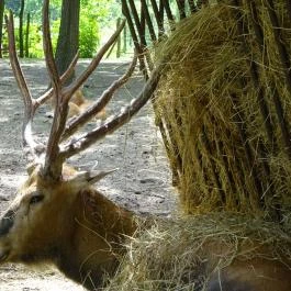 Miskolci Állatkert, Miskolc - 