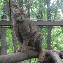 Miskolci Állatkert, Miskolc - 