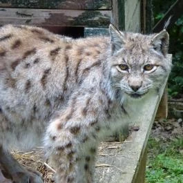 Miskolci Állatkert, Miskolc - 