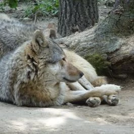 Miskolci Állatkert, Miskolc - 
